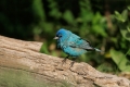 Bunting;Indigo-Bunting;One;Southwest-USA;Texas;avifauna;bird;birds;color-image;c